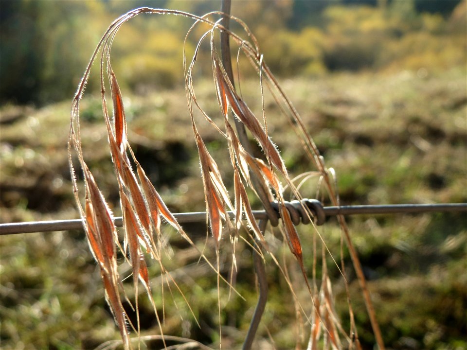 Dach-Trespe (Bromus tectorum) im Naturschutzgebiet Zugmantel-Bandholz