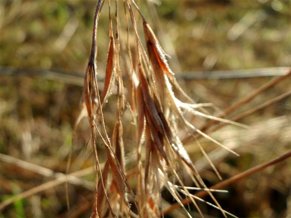 Dach-Trespe (Bromus tectorum) im Naturschutzgebiet Zugmantel-Bandholz
