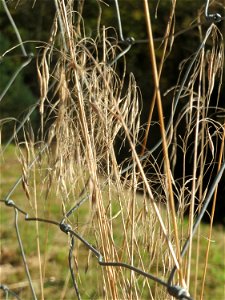 Dach-Trespe (Bromus tectorum) im Naturschutzgebiet Zugmantel-Bandholz