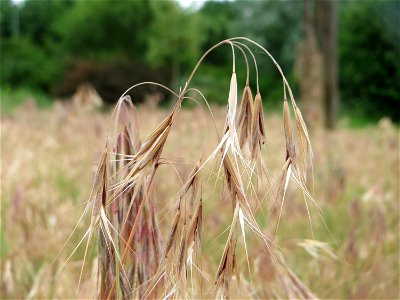 Dach-Trespe (Bromus tectorum) auf einer Streuobstwiese in Hockenheim