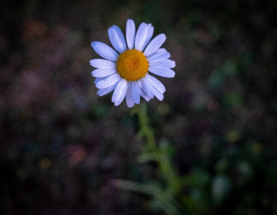 Nature daisy blossom