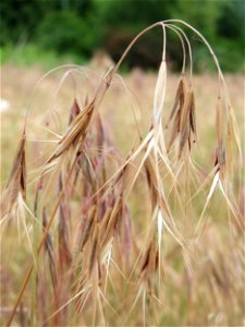 Dach-Trespe (Bromus tectorum) auf einer Streuobstwiese in Hockenheim