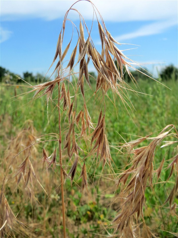 Dach-Trespe (Bromus tectorum) auf einer Wiese zum Schutz der Haubenlerche beim Dänischen Lager bei Hockenheim
