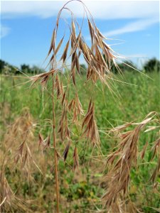 Dach-Trespe (Bromus tectorum) auf einer Wiese zum Schutz der Haubenlerche beim Dänischen Lager bei Hockenheim