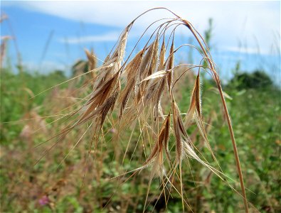 Dach-Trespe (Bromus tectorum) auf einer Wiese zum Schutz der Haubenlerche beim Dänischen Lager bei Hockenheim