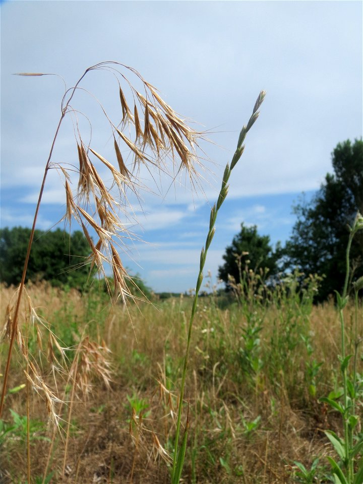 Dach-Trespe (Bromus tectorum) auf einer Wiese zum Schutz der Haubenlerche beim Dänischen Lager bei Hockenheim