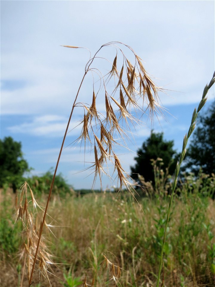 Dach-Trespe (Bromus tectorum) auf einer Wiese zum Schutz der Haubenlerche beim Dänischen Lager bei Hockenheim