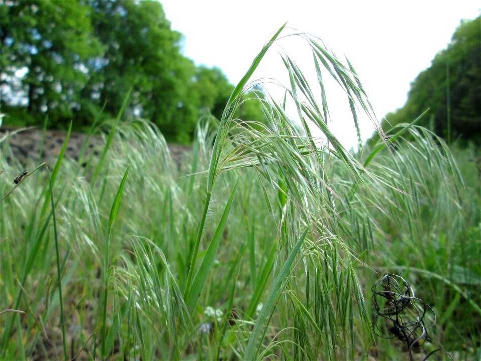 Wahrscheinlich die seltenere Dach-Trespe (Bromus tectorum) unmittelbar am Bahndamm in der Schwetzinger Hardt