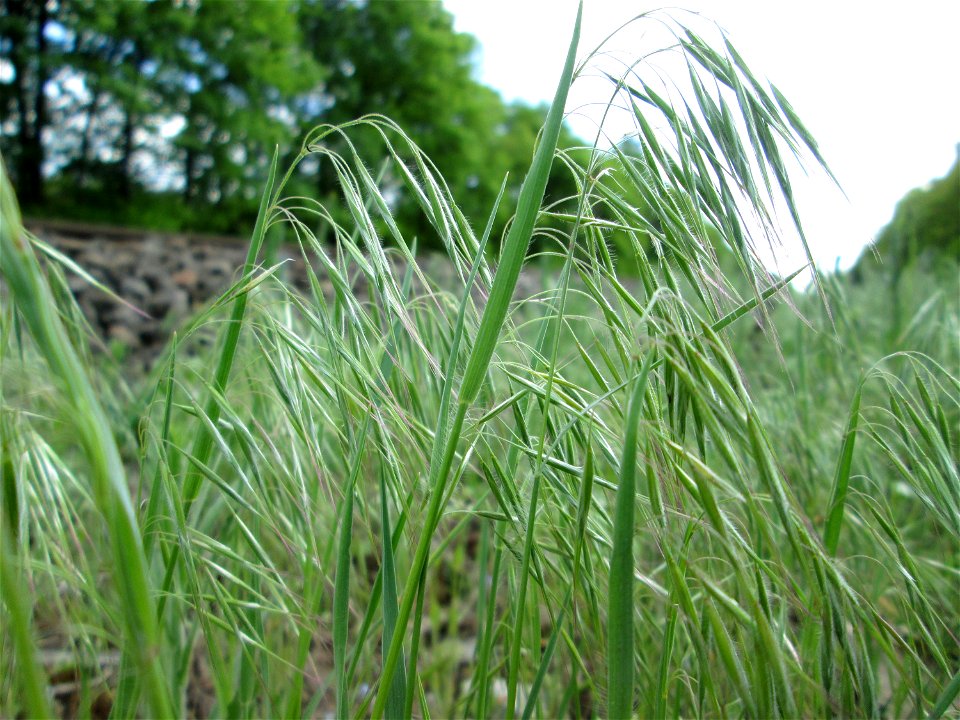 Wahrscheinlich die seltenere Dach-Trespe (Bromus tectorum) unmittelbar am Bahndamm in der Schwetzinger Hardt