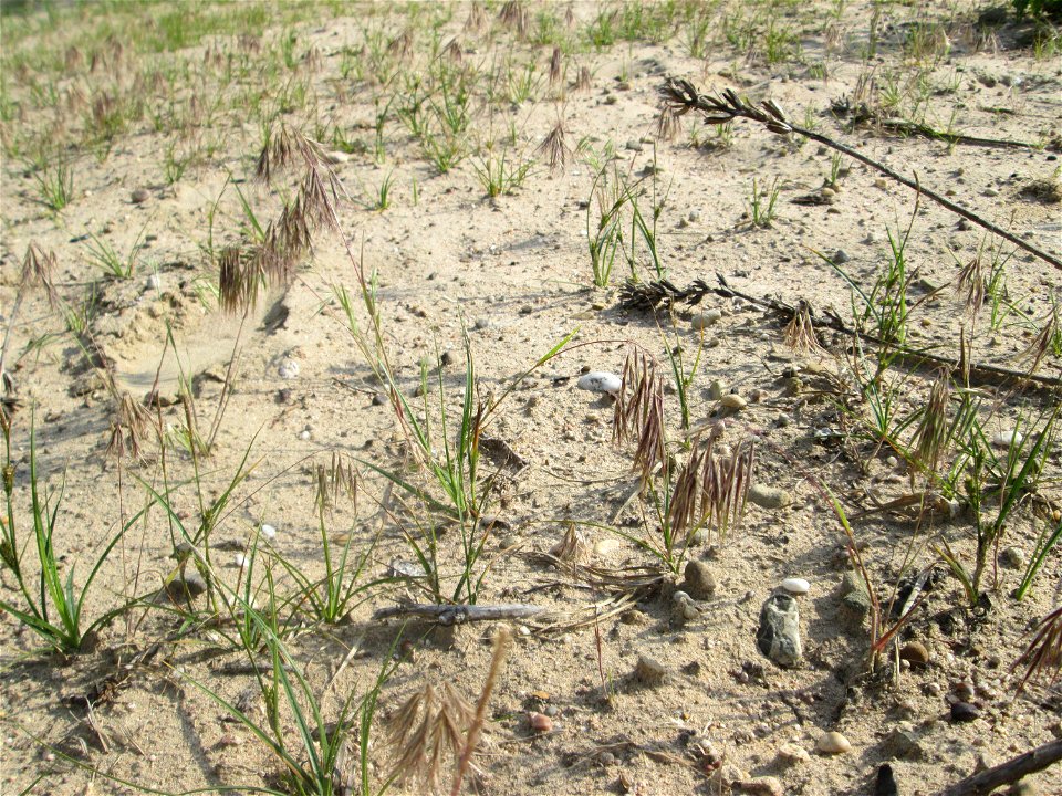 Dach-Trespe (Bromus tectorum) auf einer offenen Sandfläche in der Schwetzinger Hardt