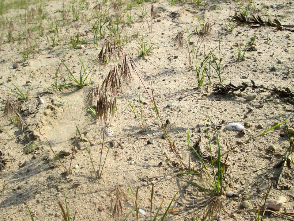 Dach-Trespe (Bromus tectorum) auf einer offenen Sandfläche in der Schwetzinger Hardt
