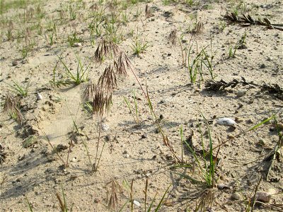 Dach-Trespe (Bromus tectorum) auf einer offenen Sandfläche in der Schwetzinger Hardt