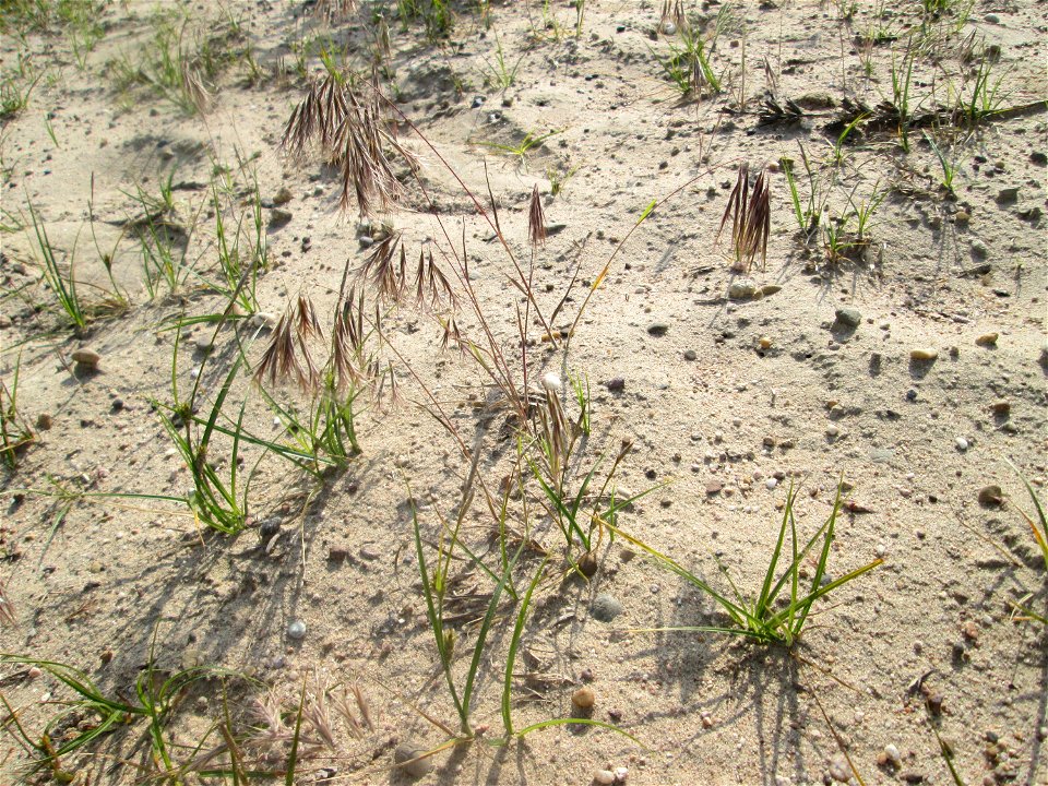 Dach-Trespe (Bromus tectorum) auf einer offenen Sandfläche in der Schwetzinger Hardt