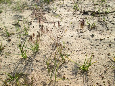 Dach-Trespe (Bromus tectorum) auf einer offenen Sandfläche in der Schwetzinger Hardt