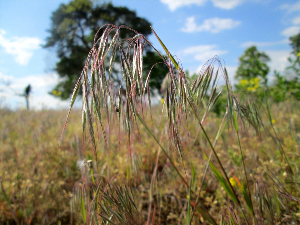 Dach-Trespe (Bromus tectorum) an der Friedenshöhe im Naturschutzgebiet „Oftersheimer Dünen“