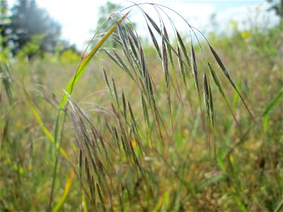 Dach-Trespe (Bromus tectorum) an der Friedenshöhe im Naturschutzgebiet „Oftersheimer Dünen“