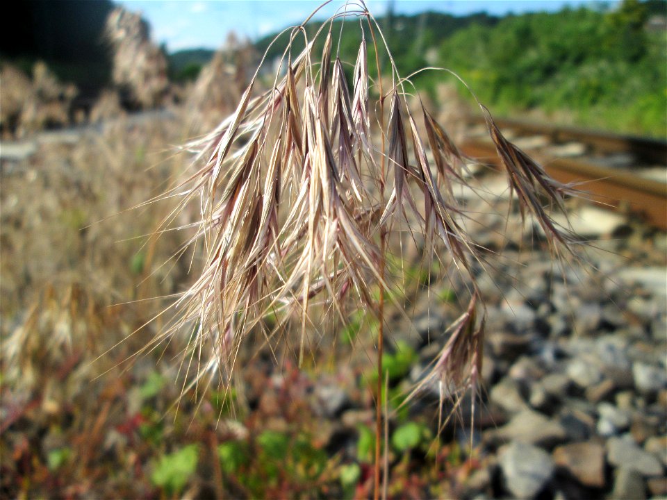 Dach-Trespe (Bromus tectorum) am Bahndamm in Brebach