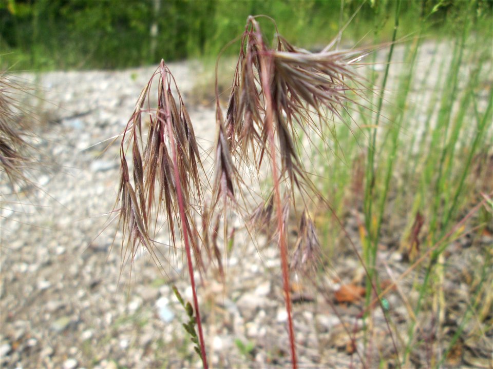 Dach-Trespe (Bromus tectorum) auf dem Gelände der ehem. Halberger Hütte in Brebach