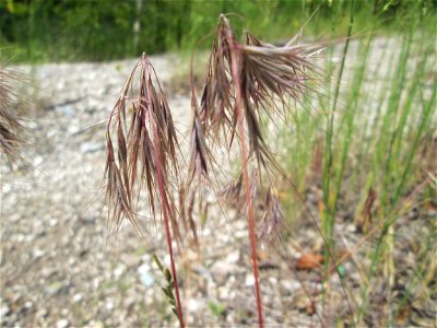 Dach-Trespe (Bromus tectorum) auf dem Gelände der ehem. Halberger Hütte in Brebach