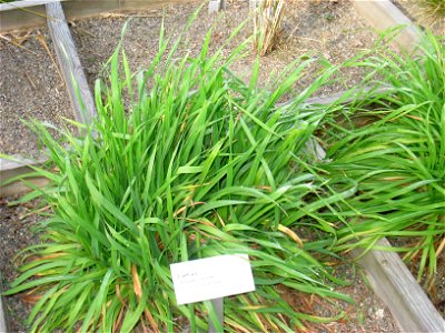 Anisantha tectorum - Oslo botanical garden, Oslo, Norway.