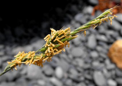 Festuca glauca on display at the San Diego County Fair, California, USA. Identified by exhibitor's sign.