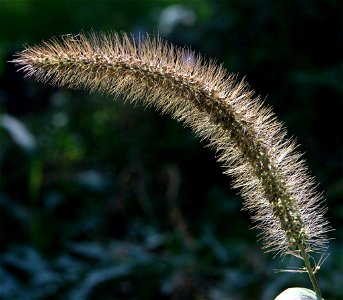 Pennisetum setaceum , self made image.