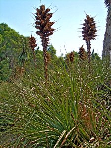 Species
Puya chilensis
Genus
Puya
Familia
Bromeliaceae
Location
Botanical Garden on Lokrum isle (Croatia)