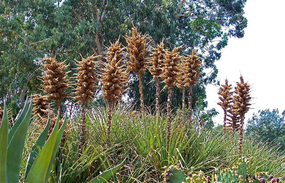 Species
Puya chilensis
Genus
Puya
Familia
Bromeliaceae
Location
Botanical Garden on Lokrum isle (Croatia)