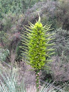 Puya chilensis Molina, escapo floral. Chile Mediterráneo
