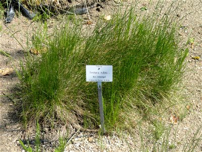 Festuca rubra specimen in the Botanischer Garten München-Nymphenburg, Munich, Germany.