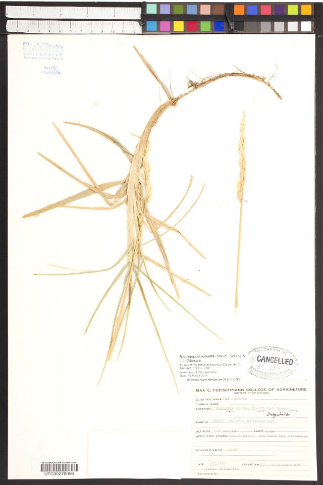 Festuca rubra var. arenaria

Flora Batava, deel 15, plaat 1159, Jan Kops en F.W. van Eeden (1877)