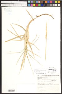 Festuca rubra var. arenaria

Flora Batava, deel 15, plaat 1159, Jan Kops en F.W. van Eeden (1877)