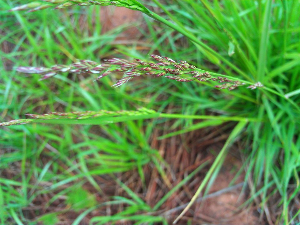 Festuca rubra spikes close up, Dehesa Boyal de Puertollano, Spain
