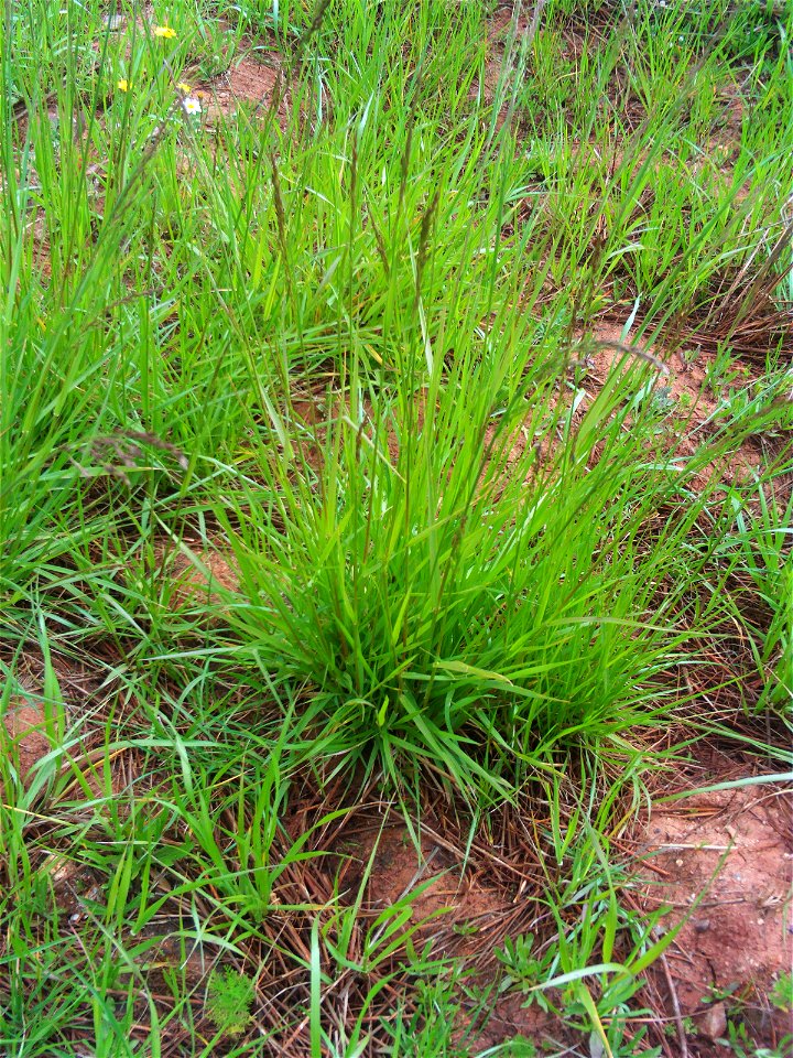 Festuca rubra hábito, Dehesa Boyal de Puertollano, Spain