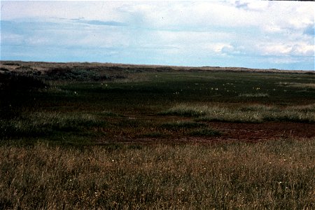 Festuca rubra