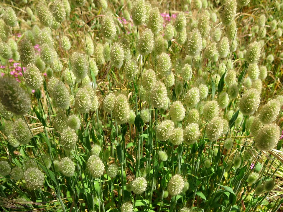 Lagures in Capbreton (Landes, France).