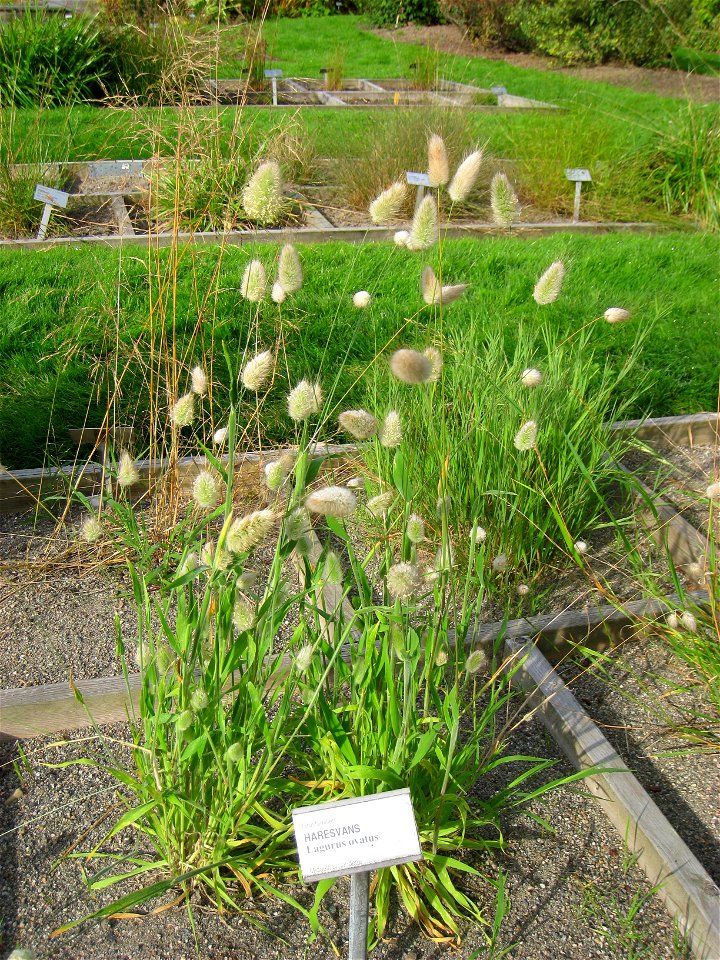 Lagurus ovatus - Oslo botanical garden, Oslo, Norway.