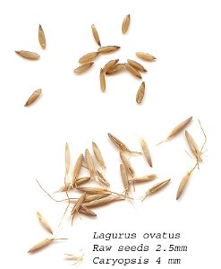 Self made scan of the seeds of Lagurus ovatus, made 01/2008. photo
