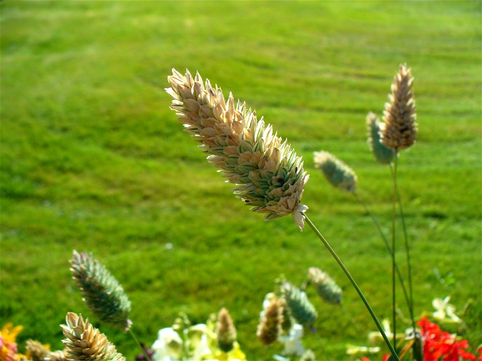 I am the originator of this photo. I hold the copyright. I release it to the public domain. This photo depicts a Phalaris canariensis plant.