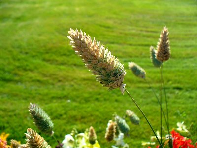 I am the originator of this photo. I hold the copyright. I release it to the public domain. This photo depicts a Phalaris canariensis plant.