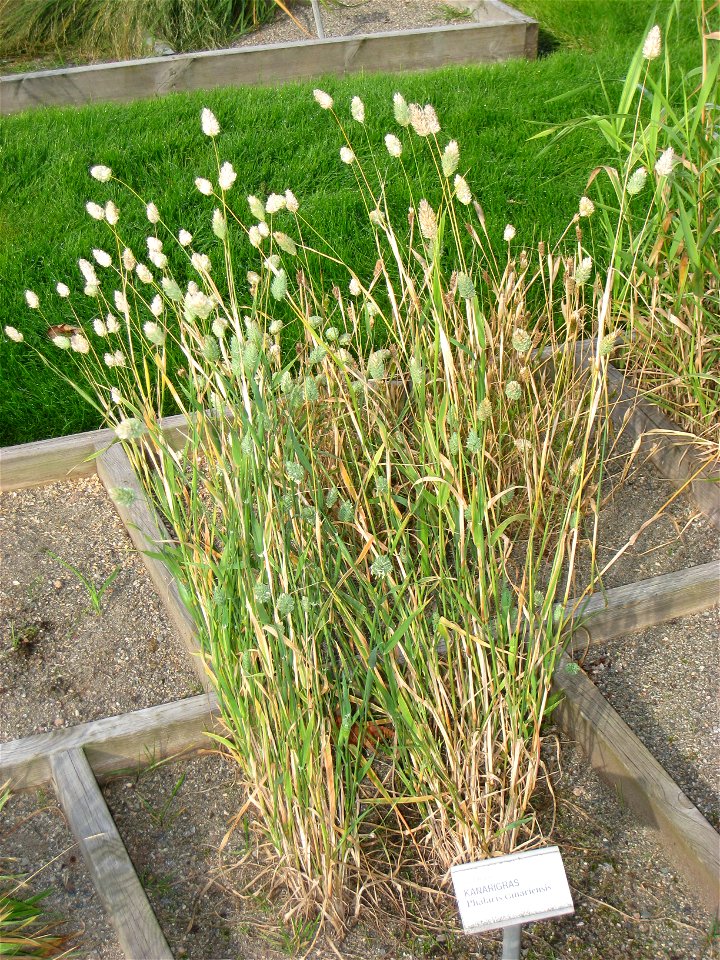 Phalaris canariensis - Oslo botanical garden, Oslo, Norway.