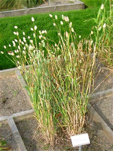 Phalaris canariensis - Oslo botanical garden, Oslo, Norway.