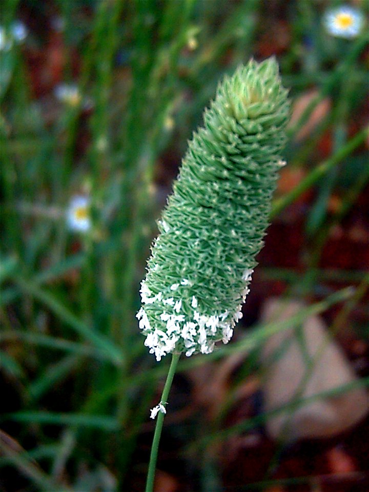 Phalaris canariensis Inflorescence Close up, Campo de Calatrava, Spain