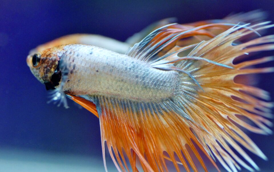 Fishy tropical exotic