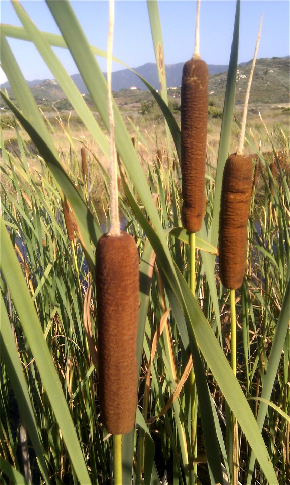 Typha angustifolia Typhaceae from Corsica, France.