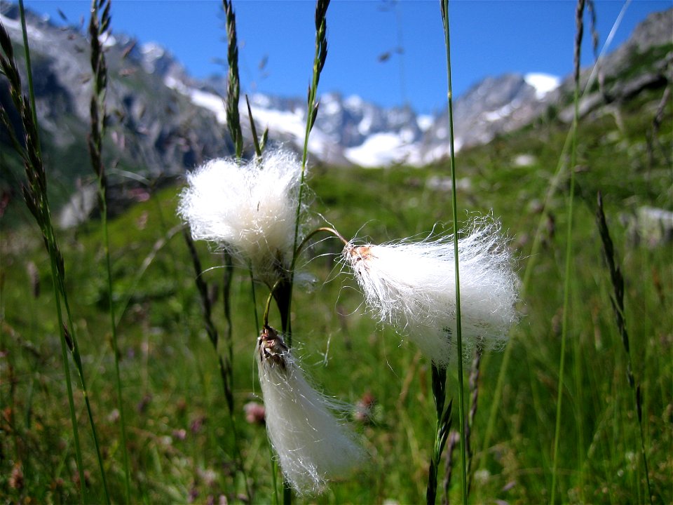 Eriophorum angustifolium