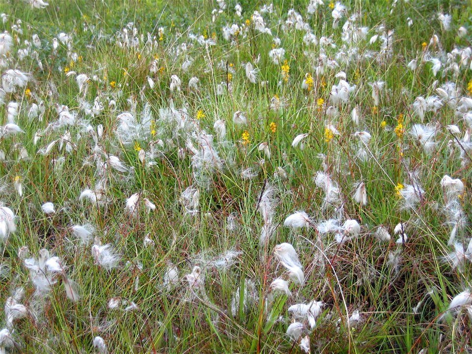 Common cottongrass (Eriophorum angustifolium) on the lower slopes of Ben Nevis, Scotland.