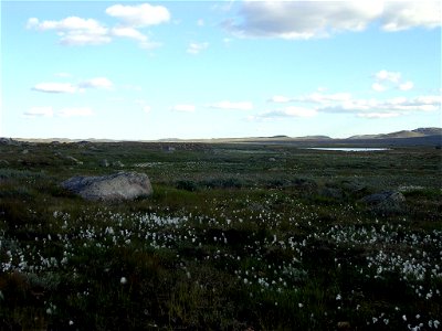Flat plains on Hardangervidda, Norway. Near the cottage Sandhaug. Looking to east.