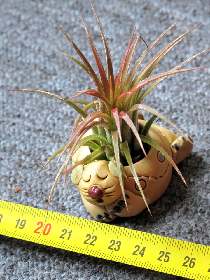 Tillandsia ionantha (probably)