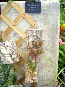 Tillandsia ionantha. Specimen in the conservatory - Matthaei Botanical Gardens, University of Michigan, 1800 N Dixboro Road, Ann Arbor, Michigan, USA. photo